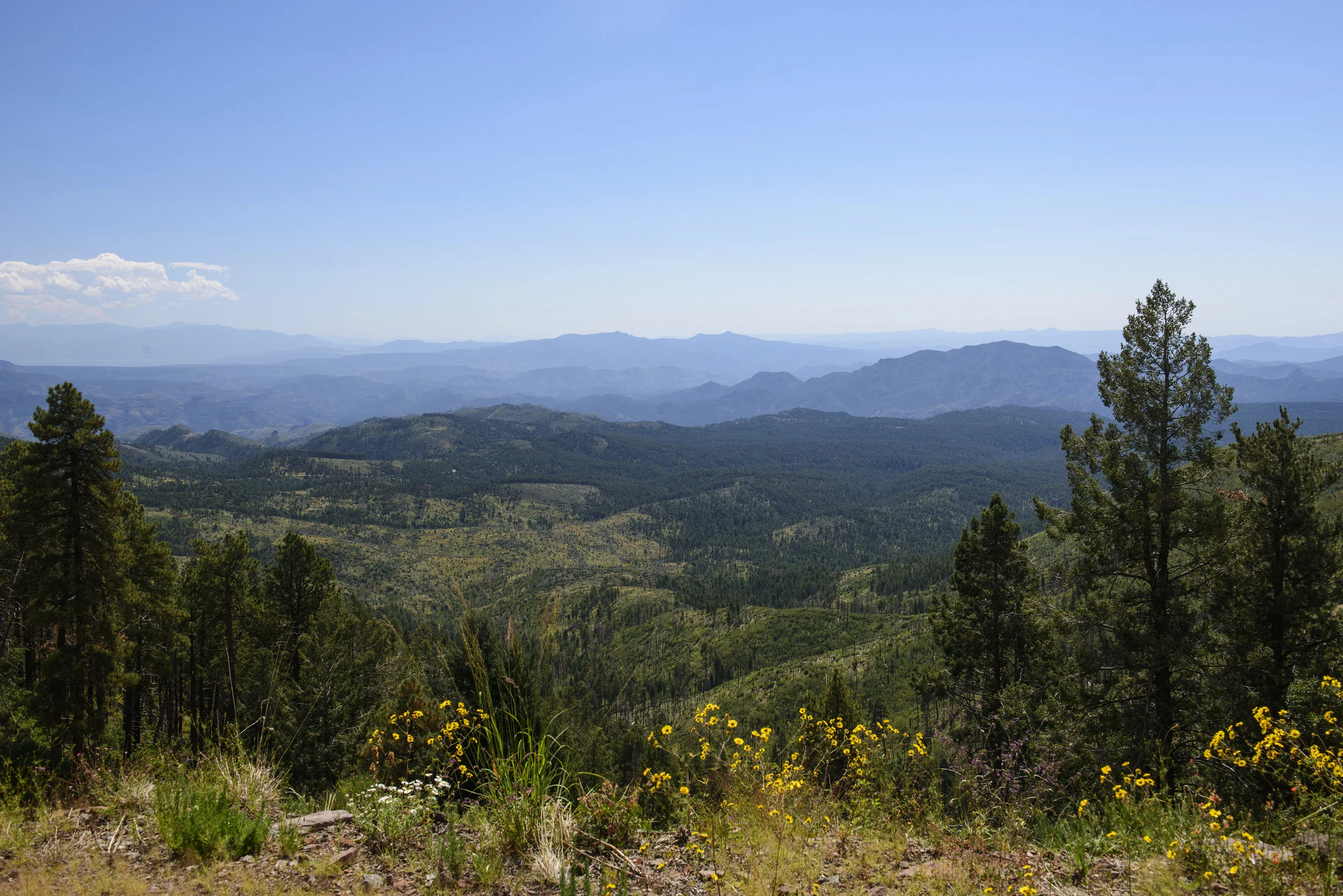 THE CORONADO SCENIC BYWAY IN ARIZONA RUNS THROUGH THE APACHE-STIGREAVES NATIONAL FOREST. IMAGE: ©Jorn Vangoidtsenhoven, VANGO PHOTOS.
