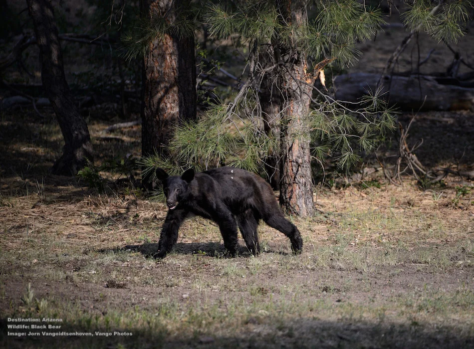 BLACK BEAR IS ONE OF THE WILDLIFE SPECIES THAT CALL THE APACHE-SITGREAVES NATIONAL FOREST “HOME.” IMAGE: ©Jorn Vangoidtsenhoven, VANGO PHOTOS.