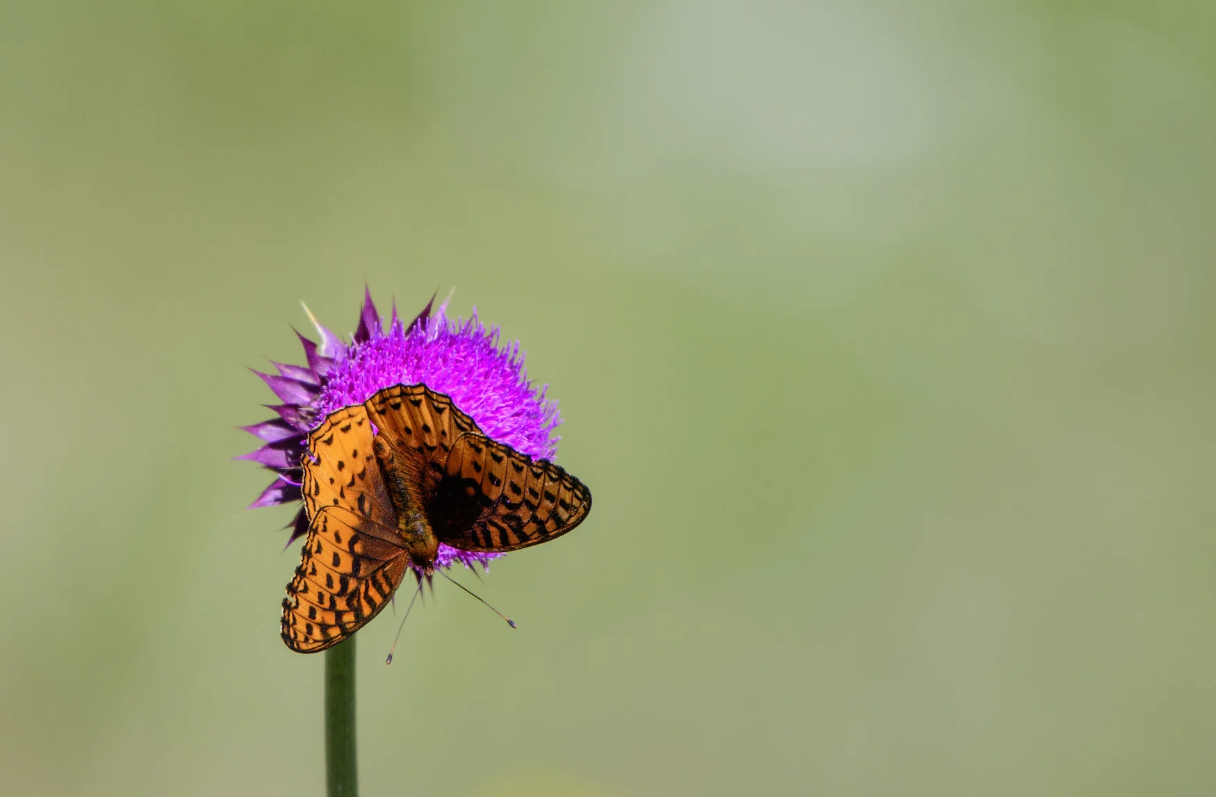 BUTTERFLIES, LIKE THIS BEAUTIFUL ATLANTIS FRITLLARY, ARE ABUNDANT IN THE WHITE MOUNTAINS. IMAGE: ©Jorn Vangoidtsenhoven, VANGO PHOTOS.