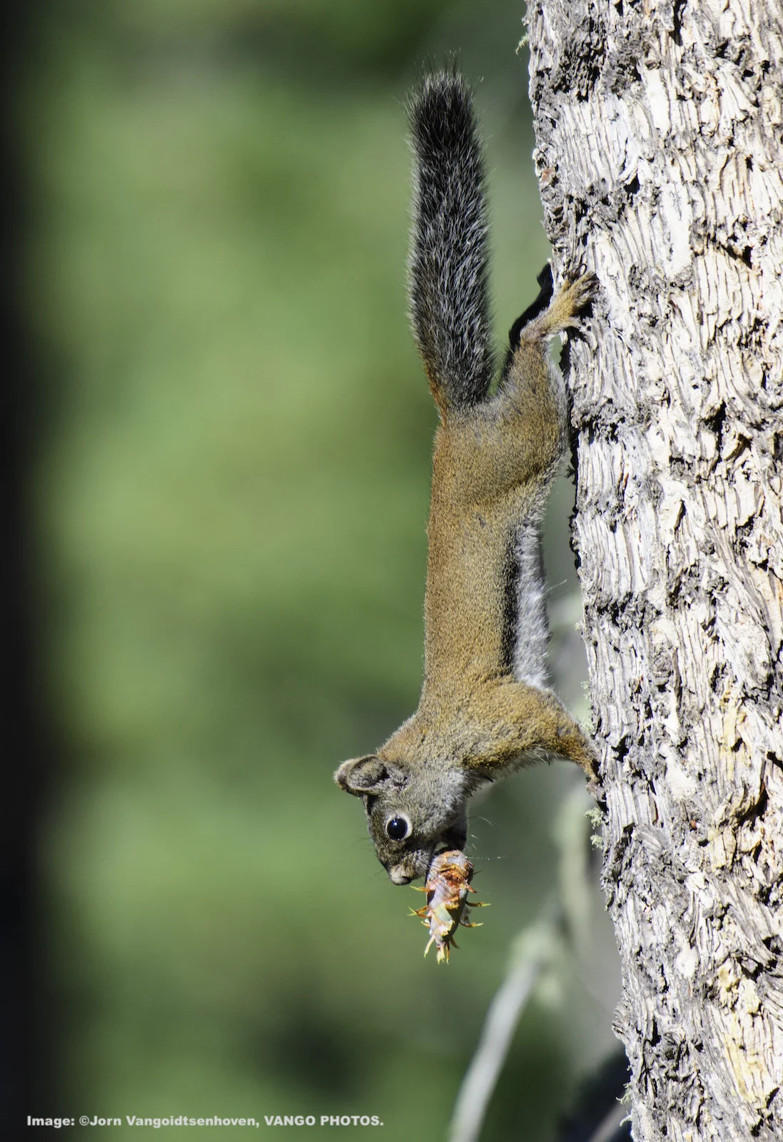 DO YOU KNOW IF THIS IS AN ENDANGERED MOUNT GRAHAM RED SQUIRREL? PLEASE CONTACT US. IMAGE: ©Jorn Vangoidtsenhoven, VANGO PHOTOS