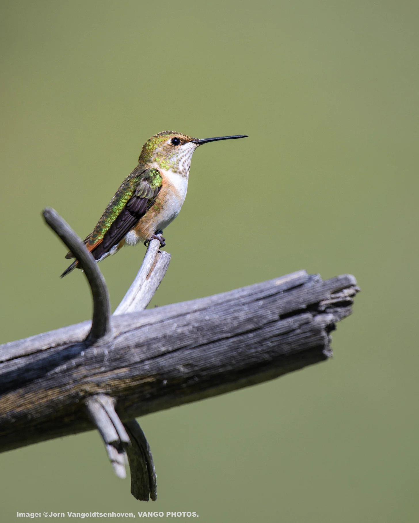 ANNAS HUMMINGBIRD. IMAGE: ©Jorn Vangoidtsenhoven, VANGO PHOTOS.