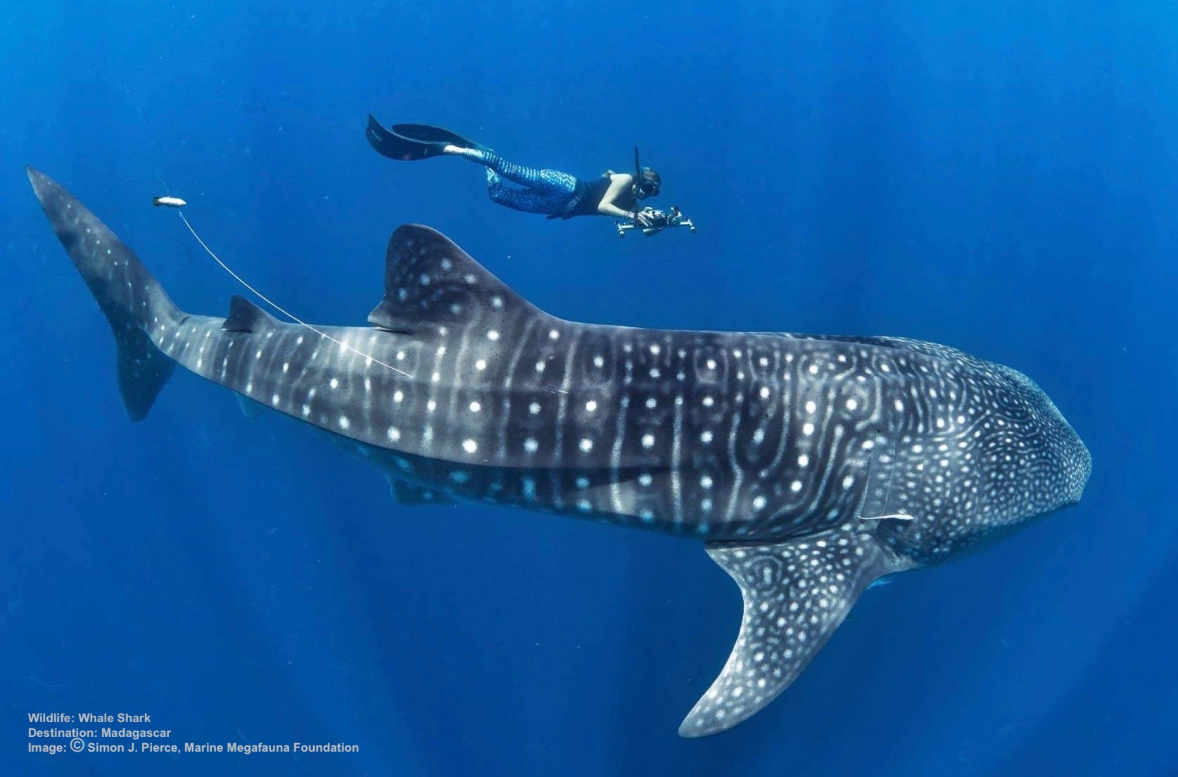 MADAGASCAR IS ONE OF THE REGIONS WORLDWIDE WHERE THE MARINE MEGAFAUNA FOUNDATION STUDIES WHALESHARKS. IMAGE: THANKS TO DR.SIMON J.PIERCE AND THE MARINE MEGAFAUNA FOUNDATION.