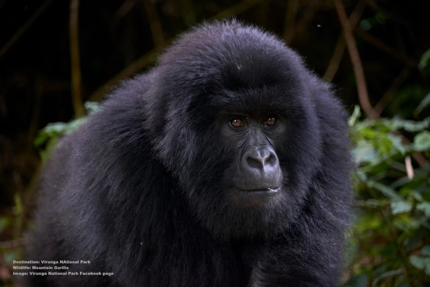 THE WORLD’S MOUNTAIN GORILLA POPULATION NUMBERED ONLY 620 INDIVIDUALS IN 1989, CONSERVATION AND HUMAN/WILDLIFE COEXISTENCE PROGRAMS HELPED THEM TO SURVIVE - SO FAR. BUT THEY AND SO MANY OTHER SPECIES ARE STILL IN DANGER, THEY NEED OUR HELP. IMAGE: VIRUNGA NATIONAL PARK FACEBOOK PAGE.