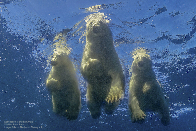 From Fear to Triumph. How to Dive with Polar Bears