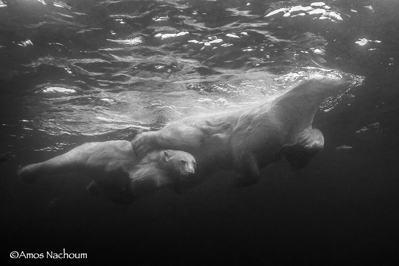 From Fear to Triumph, How to Dive with Polar Bears