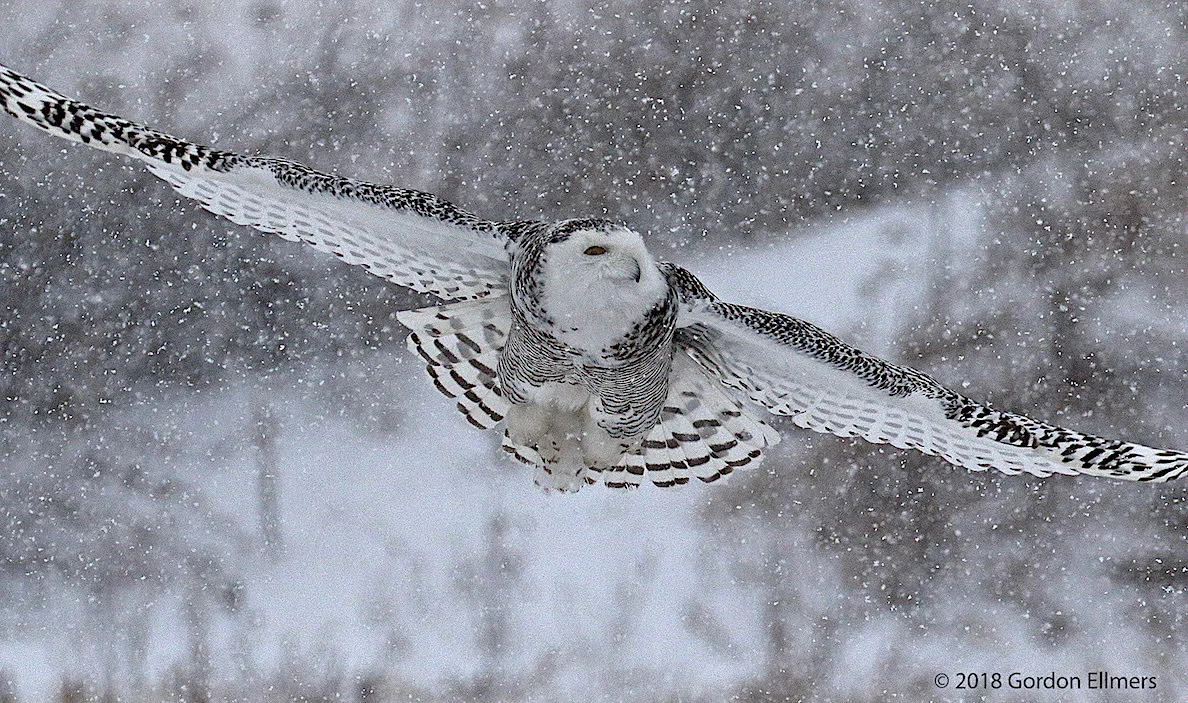 THIS YOUNG (PROBABLY) FEMALE SNOWY OWL CANNOT AFFORD TO STOP HUNTING EVEN IN A SNOW STORM. SHE MUST EAT IN ORDER TO GENERATE ENERGY TO STAY WARM, BUT SHE MUST USE HER ENERGY TO FIND SOMETHING TO EAT. IMAGE: ©GORDON ELLMERS