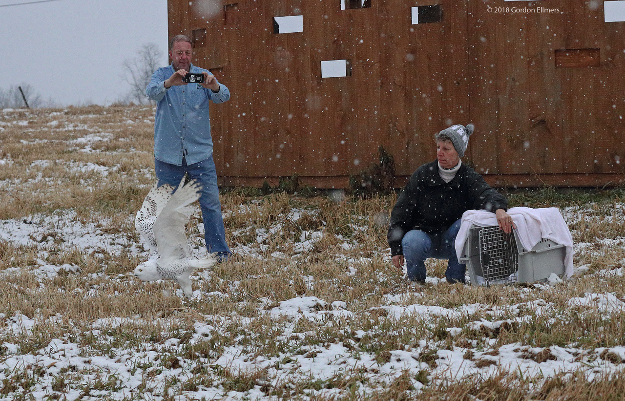 SHE IS OFF! AFTER MONTHS OF REHABILITATION THE YOUNG SNOWY OWL IS FREE AGAIN. IMAGE: ©GORDON ELLMERS & THE FRIENDS OF THE WASHINGTON COUNTY GRASSLANDS IBA