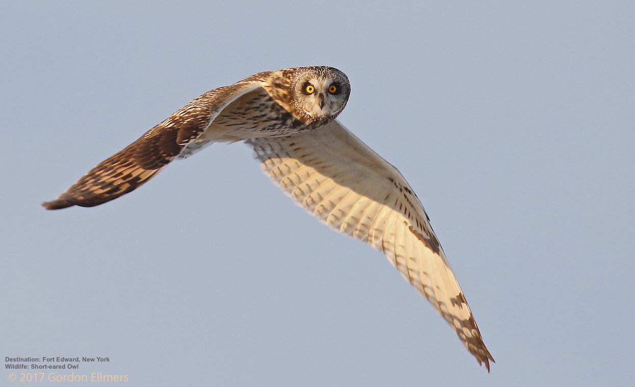 THE WASHINGTON GRASSLANDS IS CRITICAL WINTER HABITAT FOR THE ENDANGERED SHORT EARED OWLS AND OTHER SPECIES. IMAGE: GORDON ELLMERS