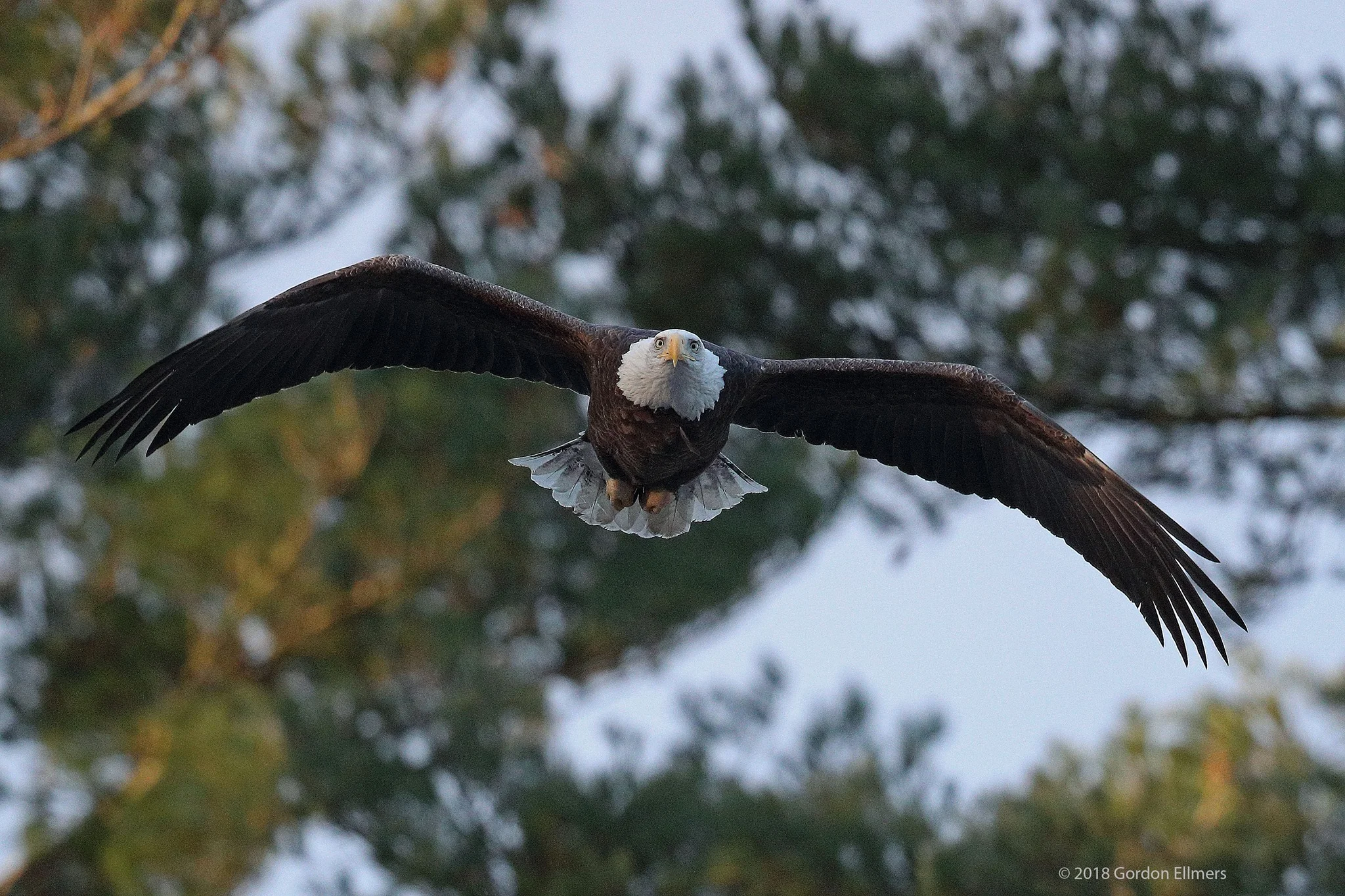 BALD EAGLE TAKES OFF FROM HIS NEST WHERE HIS MATE PATIENTLY AWAITS MORE BUILDING MATERIAL - YES, IN DECEMBER, IN FORT EDWARD, NEW YORK. IMAGE: ©GORDON ELLMERS