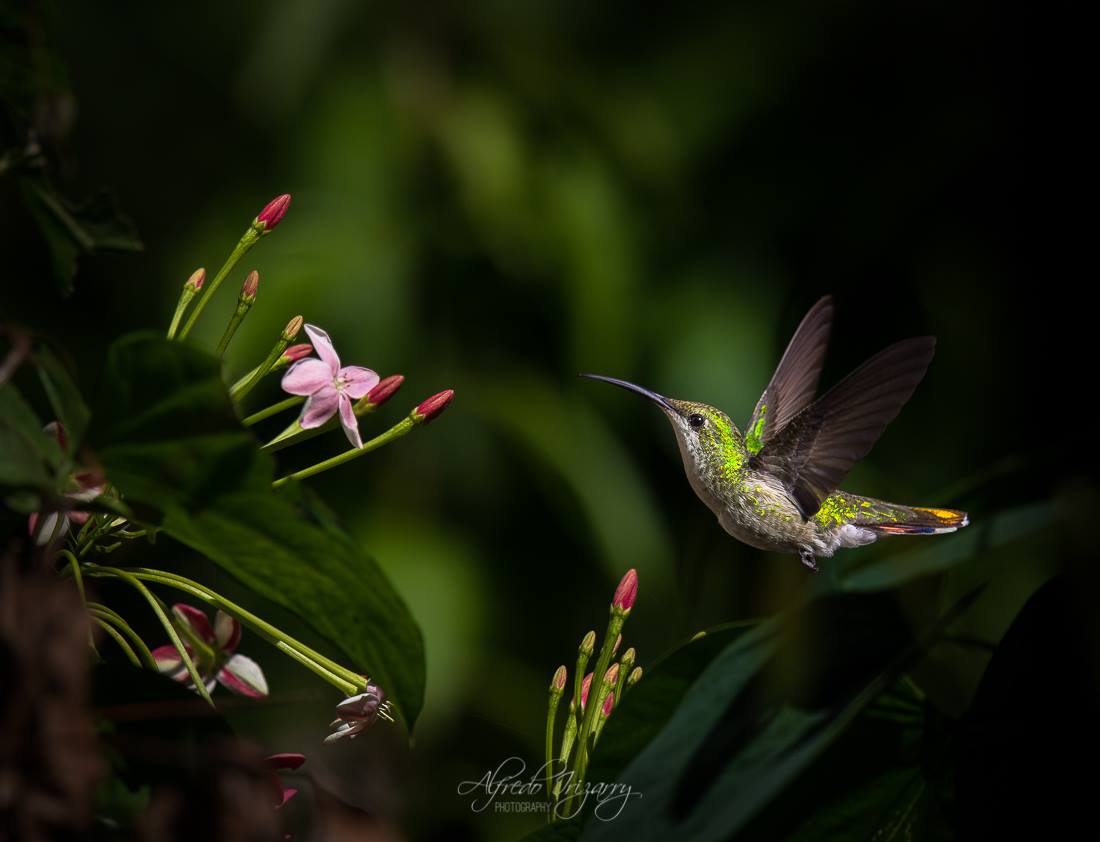 ENDEMIC TO HISPANIOLA AND PUERTO RICO, THE ANTILLEAN MANGO HUMMINGBIRD (ANATHRACOTHORAX DOMINICUS) FLOATS AMONG THE FLOWERS. IMAGE ALFREDO IRIZZARY