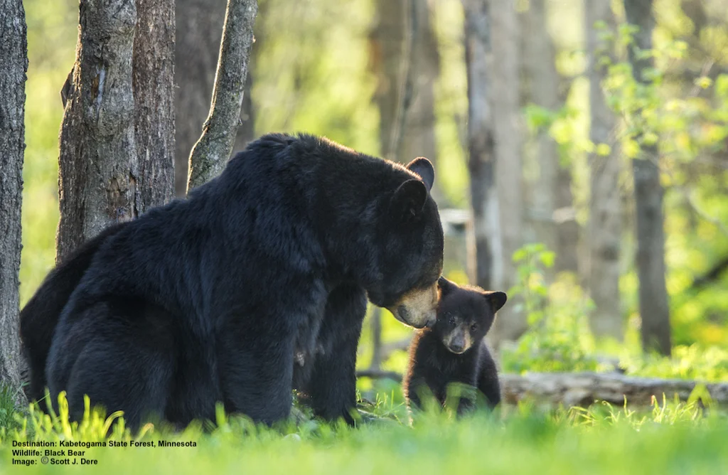 A BLACK BEAR MOTHER AND HER CUB POSED FOR SCOTT DERE AT MINNESOTA’S KABATOGAMA STATE PARK. IMAGE SCOTT DERE.