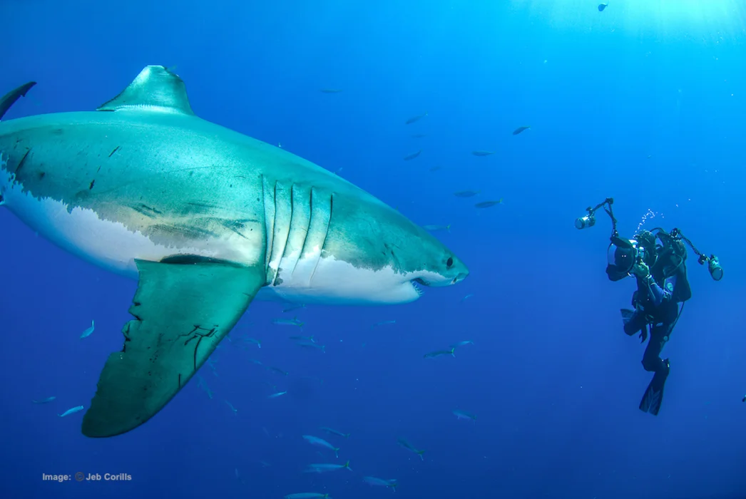 WILDLIFE PHOTOGRAPHER, AMOS NACHOUM WANTS TO DISPEL THE MYTHS THAT MAKE US AFRIAD OF THE MOST CHARISMATIC ANIMALS ON THE PLANET. IMAGE THANKS TO BIGANIMALS.