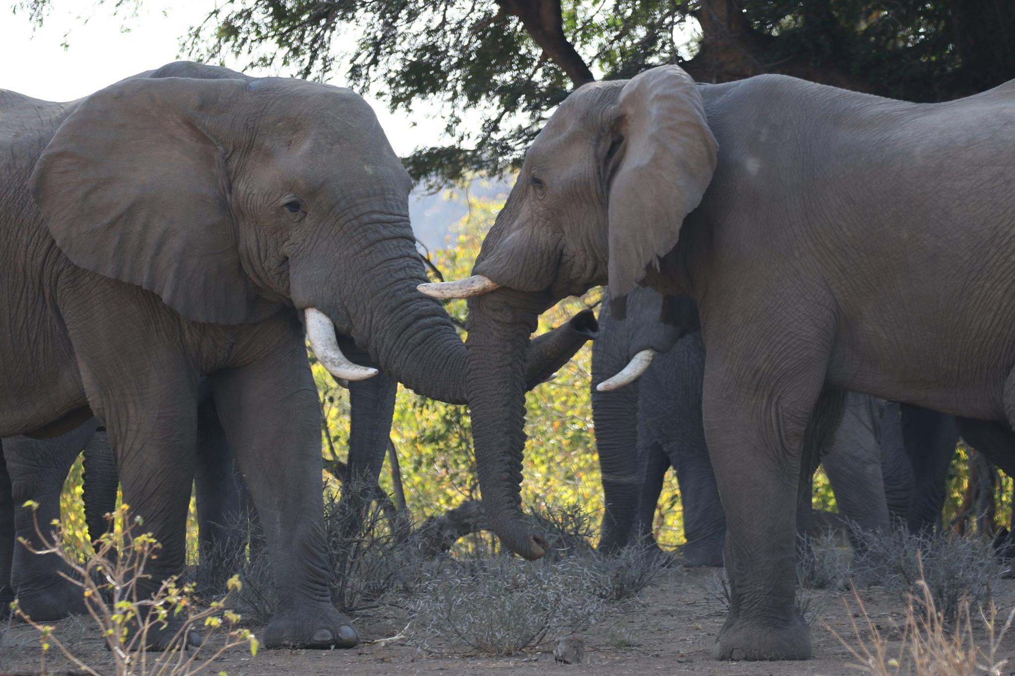 THE PAMS FOUNDATION , WITH HEADQUARTERS IN TANZANIA, IS ON THE FRONT LINES OF THE ANTI-POACHING FIGHT TO SAVE ELEPHANTS. IMAGE: ©PAMS FOUNDATION