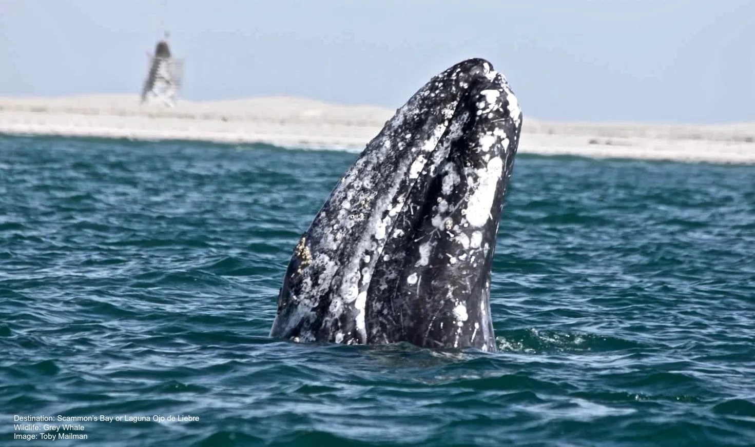 MIGRATING FROM THE WATERS OFF ALASKA, THE GREY WHALE THAT COME TO THE LAGOONS AND BAYS OFF THE BAJA CALIFORNIA SUR COAST HAVE A REPUTATION FOR INITIATING HUMAN CONTACT. IMAGE: TONY MAILMAN