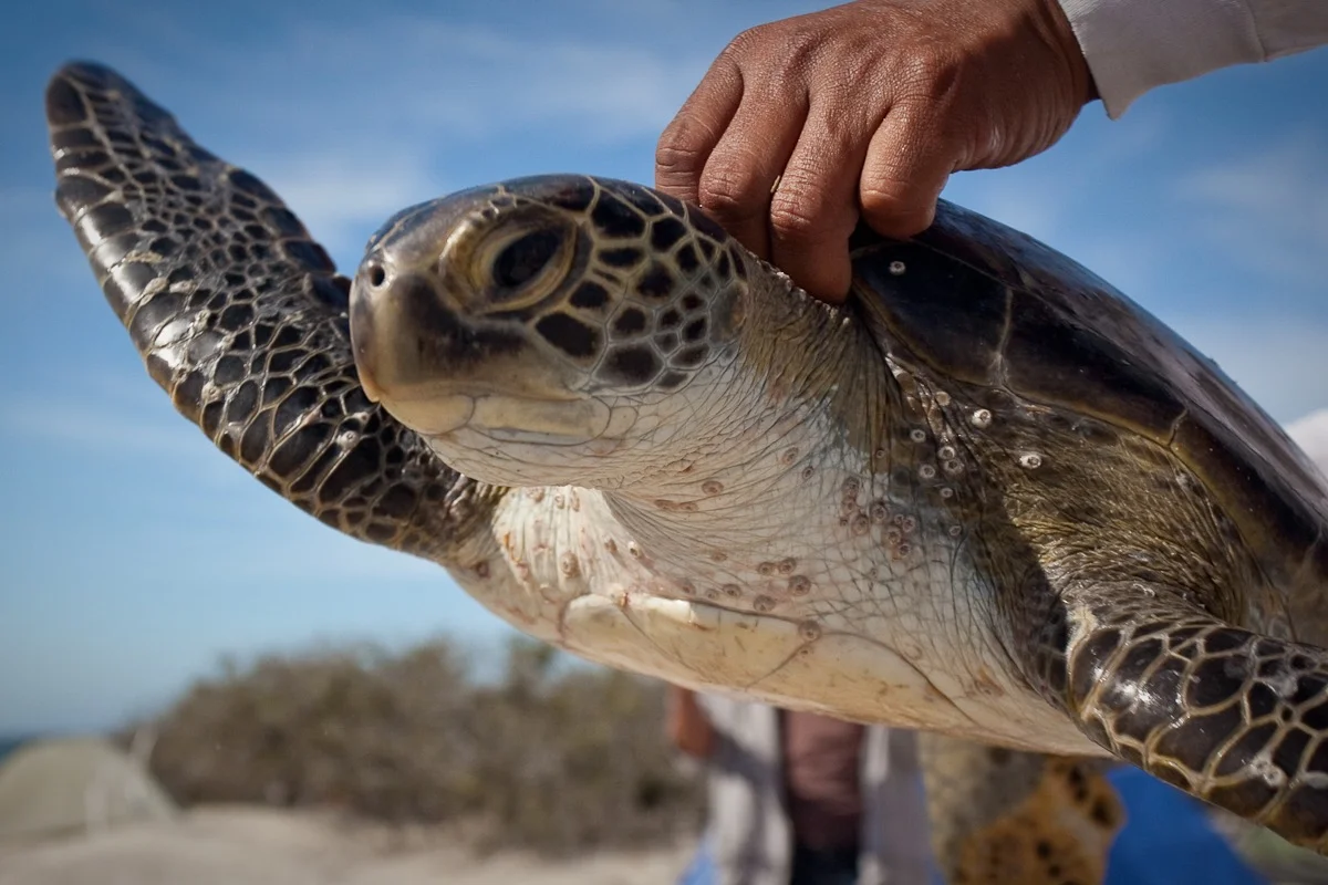 GREEN SEA TURTLES LOVE MAGDALENA BAY AT BAJA CALIFORNIA SUR, SO DO WE. IT IS ONE OF OUR MOST FAVORITE DESTINATIONS FOR SEA TURTLE VOLUNTEERING HOLIDAYS. IMAGE: RED TRAVEL MEXICO
