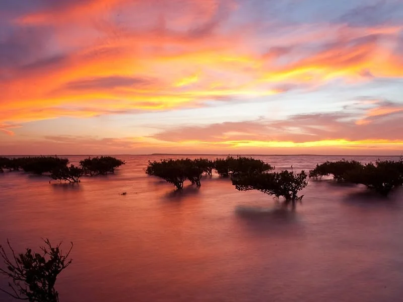 SUNSET ON THE MANGROVES ON MAGDALENA BAY, BAJA CALIFORNIA SUR, MEXICO. IMAGE THANKS TO RED TRAVEL MEXICO