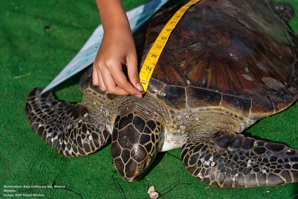 CITIZEN SCIENCE! ON A SEA TURTLE VOLUNTEER HOLIDAY YOU HELP ADD TO THE WORLD’S KNOWLEDGE OF ENDANGERED GREEN AND HAWKSBILL SEA TURTLES. IMAGE: RED TRAVEL MEXICO