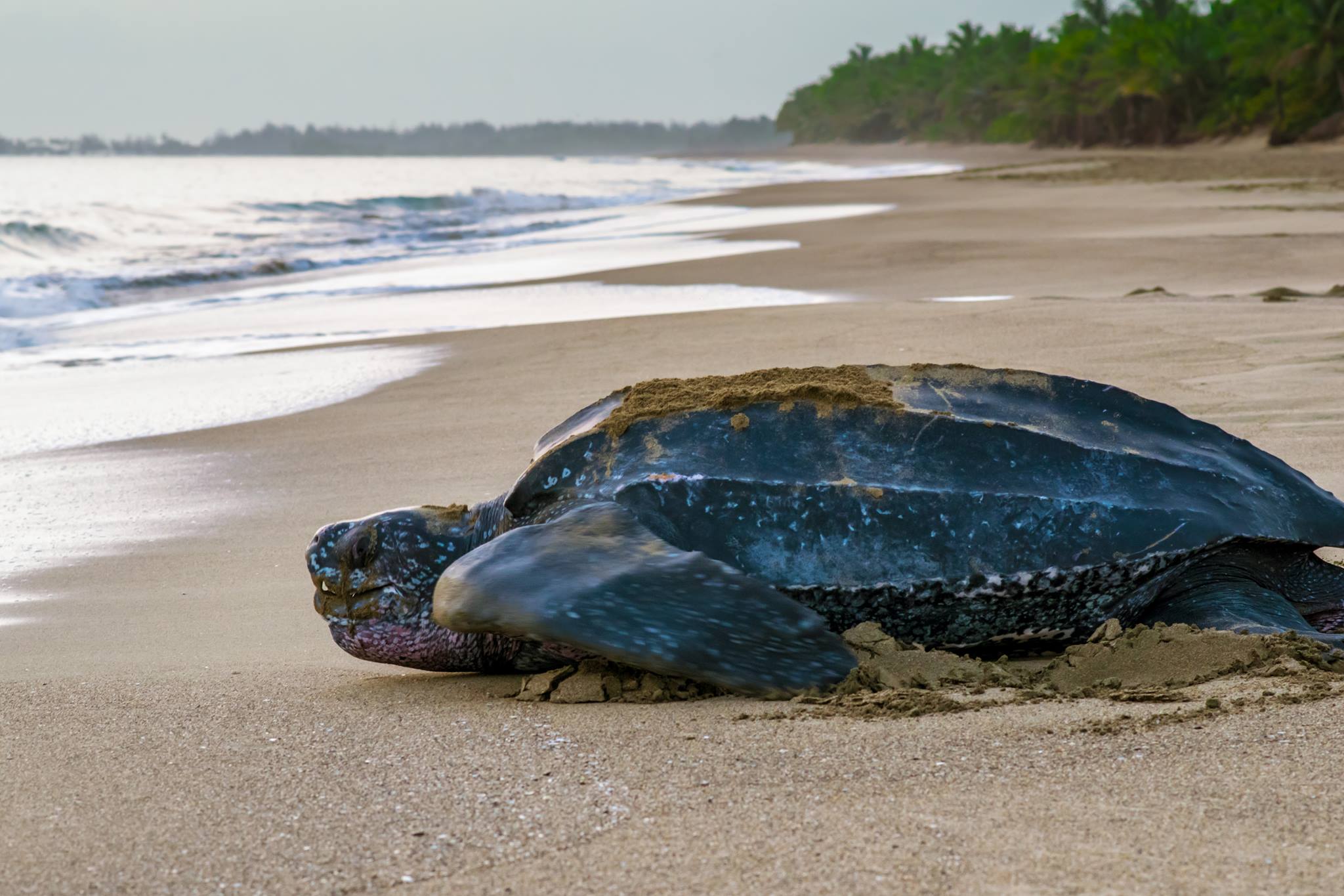 THE LEATHERBACK SEA TURTLE IS THE BIGGEST OF ALL, GROWING UP TO 2000 LBS (900KG) IMAGE: KARLA MORALES, THANKS TO THE SEA TURTLE CONSERVANCY