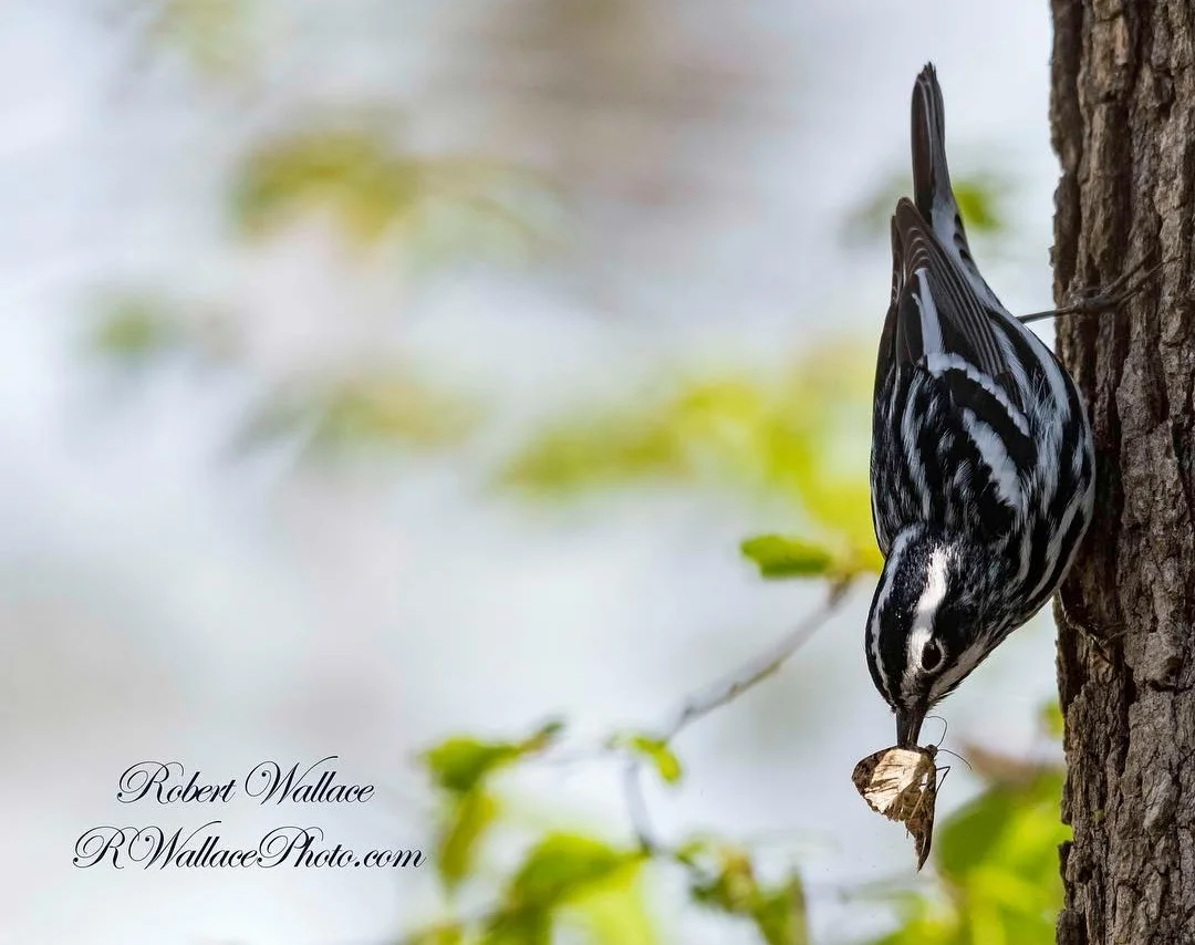 to me black & white warblers always look like they are dressed for a formal occasion, then they run headfirst down a tree trunk and i realize that they are not so serious after all. image: ©robert wallace, r.wallace photo.com