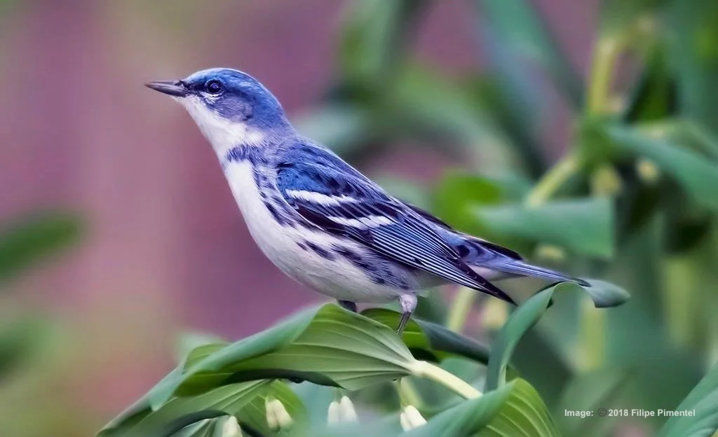 CERULEAN WARBLER IS A RARE BIRD, BUT CAN SOMETIMES BE FOUND IN CENTRAL PARK LIKE THIS LITTLE BEAUTY, RESTING ON ITS MIGRATION. IMAGE: ©2018 FILIPE PENTENTEL