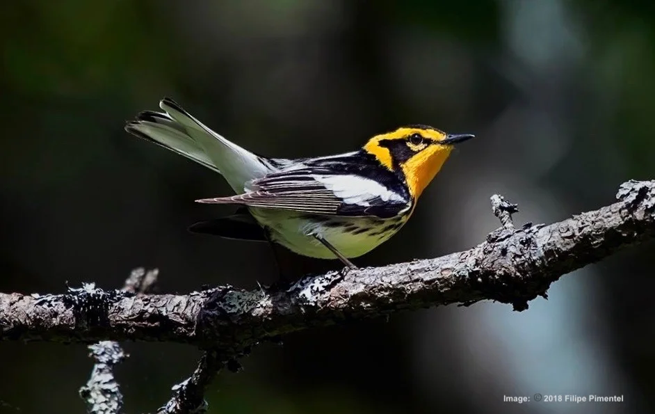THE BLACKBURNIAN IS THE ONLY WARBLER WITH AN ORANGE THROAT. THIS LITTLE GUY IS A STUNNER DURNING BREEDING SEASON! IMAGE: ©2018 FILIPE PIMENTEL