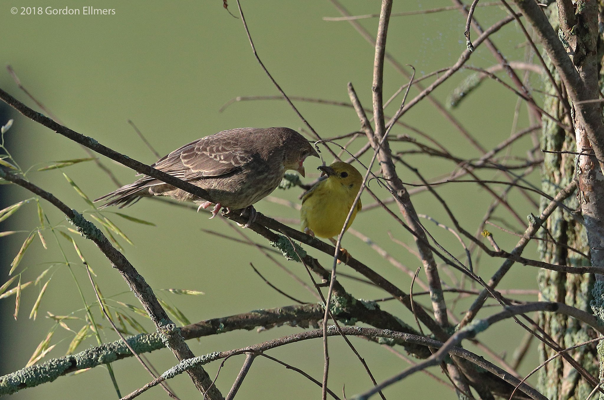 Brown Cowbird Demanding Food From Yellow Warbler "Parent"