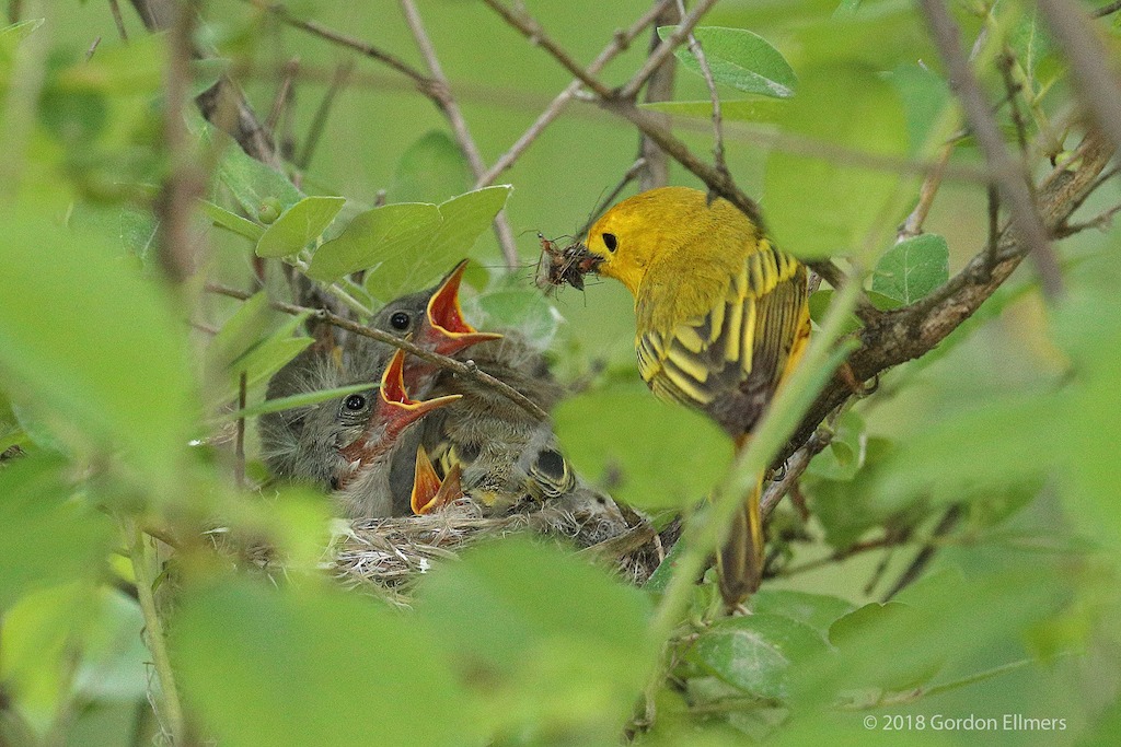 Yellow Warbler Feeding Yellow Warbler Chicks