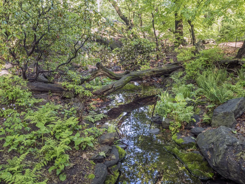 THE RAMBLE IS THE PERFECT PLACE IN CENTRAL PARK TP LOOK FOR WOOD WARBLERS. IMAGE: ©JOHN ANDERSON I DREAMSTIME.COM
