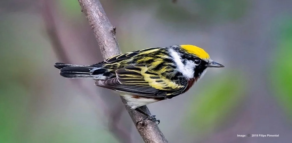 THE CHESTNUT SIDED WARBLER IS ONE OF THE MANY SPRING MIGRATION VISITORS TO NE YORK CITY PARKS, ESPECIALLY CENTRAL PARK. IMAGE: ©FILIPE PIMENTEL