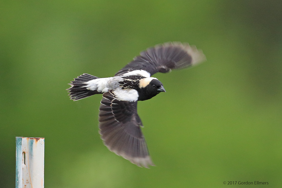 Extension: Catching the bobolink mating display at the Washington County Grasslands