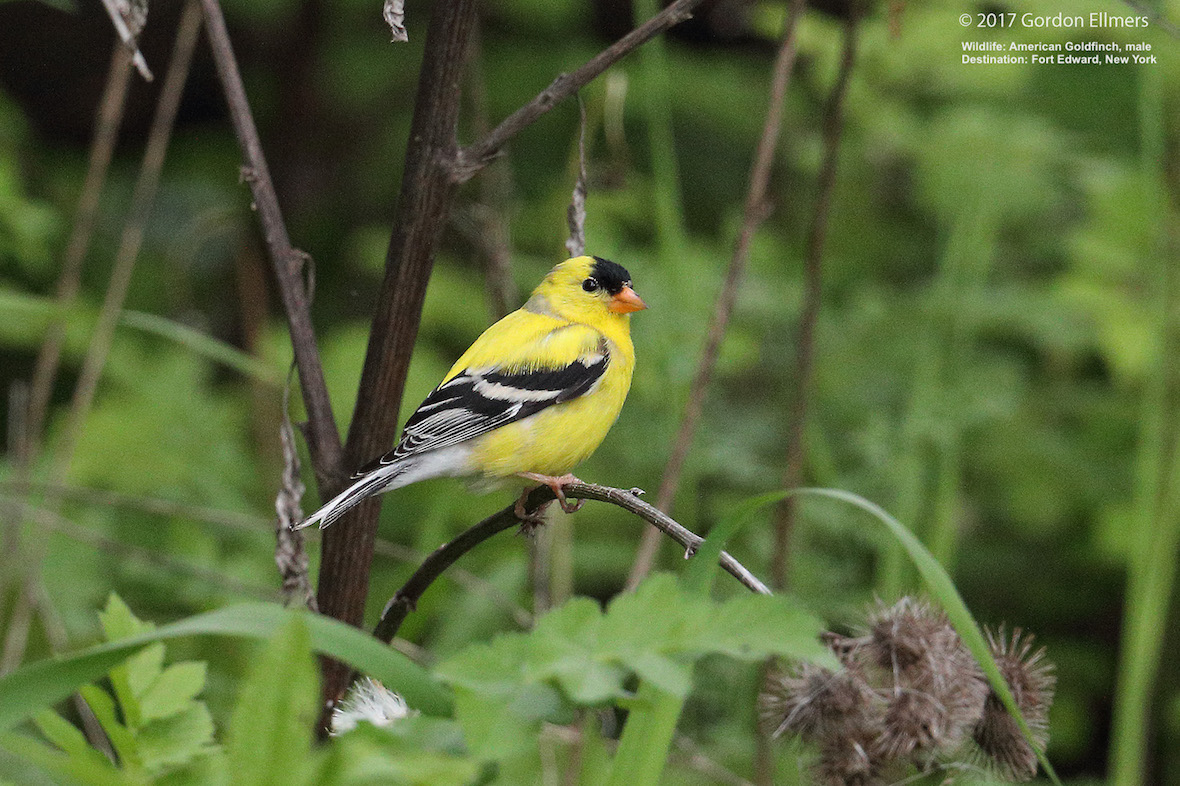 Extension: American goldfinch nest around Fort Edward, NY