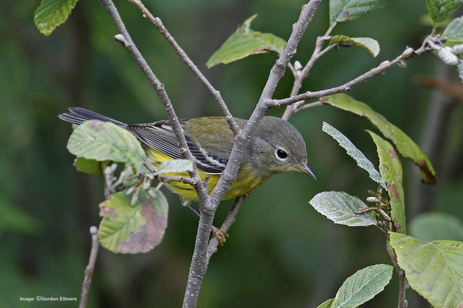 Extension: Magnolia warbler in Fort Edward