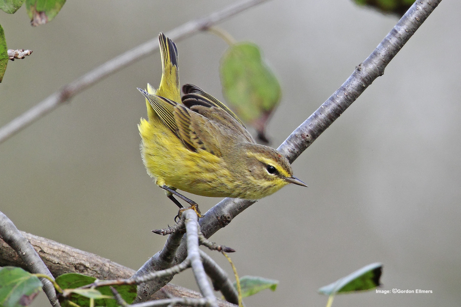 Extension: Palm warbler, Fort Edward, New York