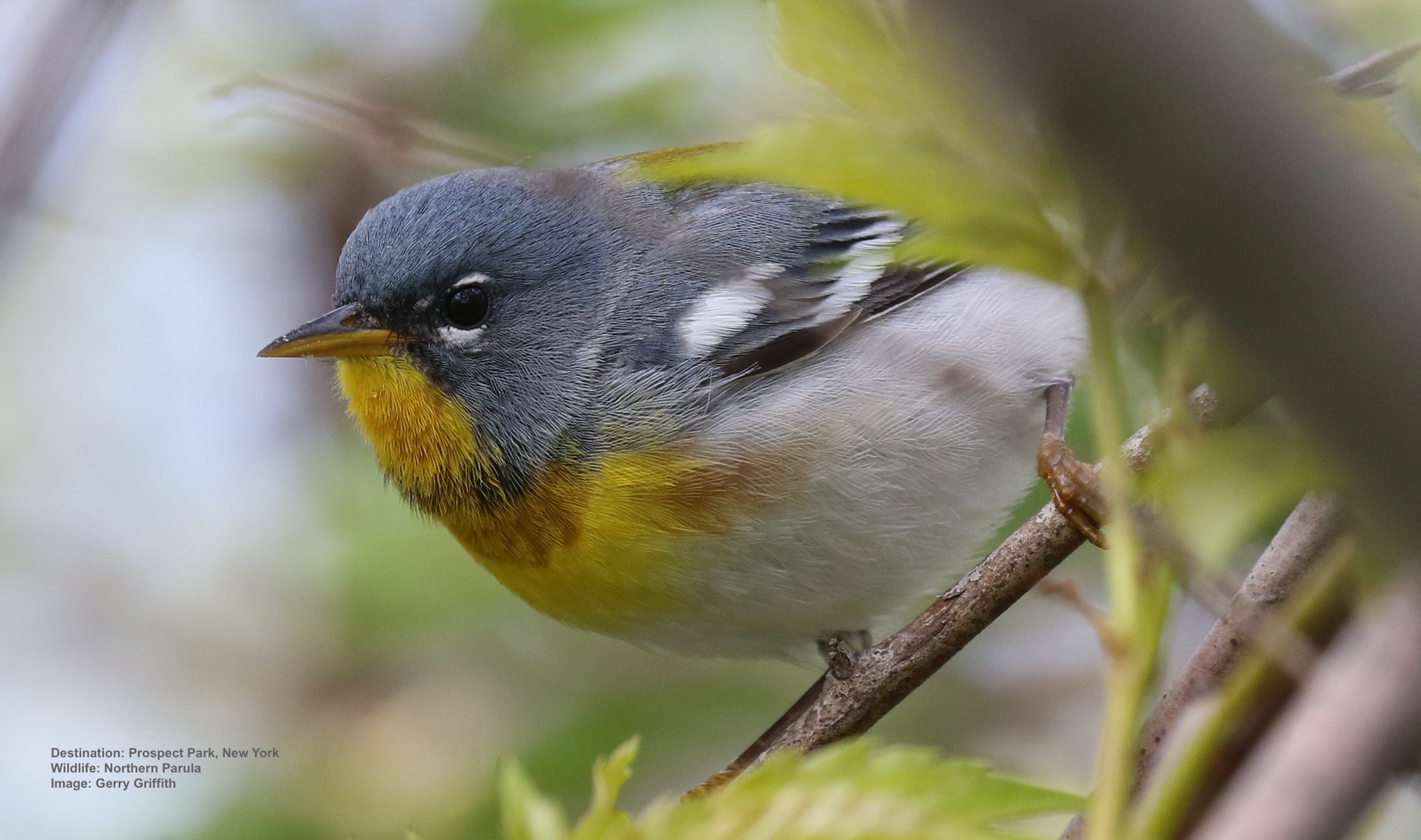Day 1-5: Northern Parula warbler, Prospect Park, New York