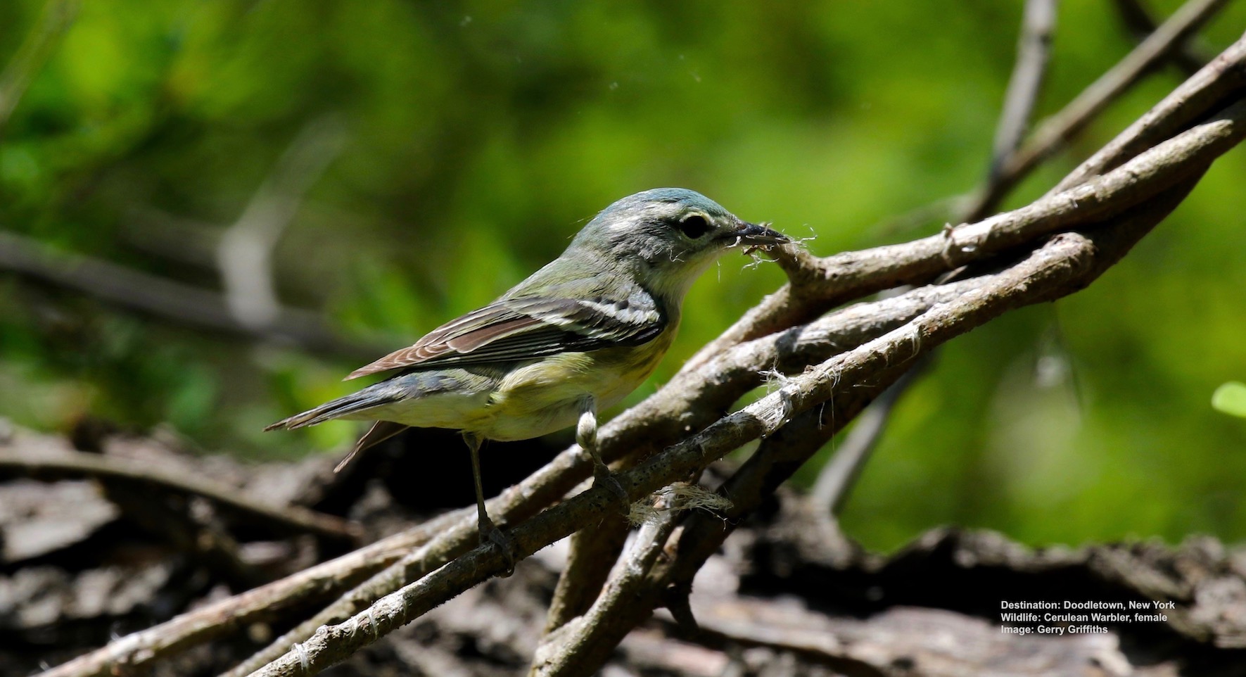 Day 6-7: Doodletown: Cerulean warbler female with nesting material