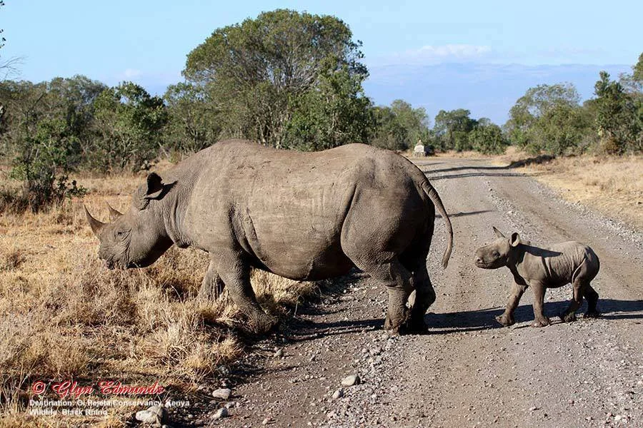habitat of west african black rhinoceros habitat of west african black rhinoceros