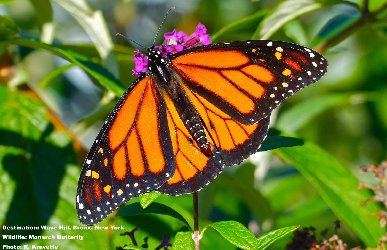 In the fast fading light, on the last warm Sunday of the year, the monarch butterfly fluttered from blossom to blossom, not bothered by us or our camera lens. IMAGE: ©R. KRAVETTE
