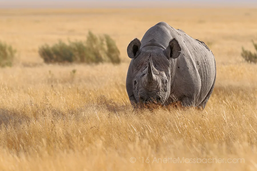 Rhinoceros_Anette_Mosbacher_Wildlife_Photography.jpg