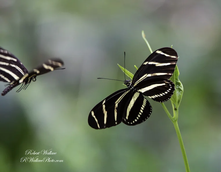 ZEBRA LONG WING BUTTERFLY SHOT AT F6.3; 1/500TH SEC; ISO 2000; CAMERA NIKON D750 and LENS SIGMA 150-600MM CONTEMPORARY. NO FLASH IMAGE: ©ROBERT WALLACE