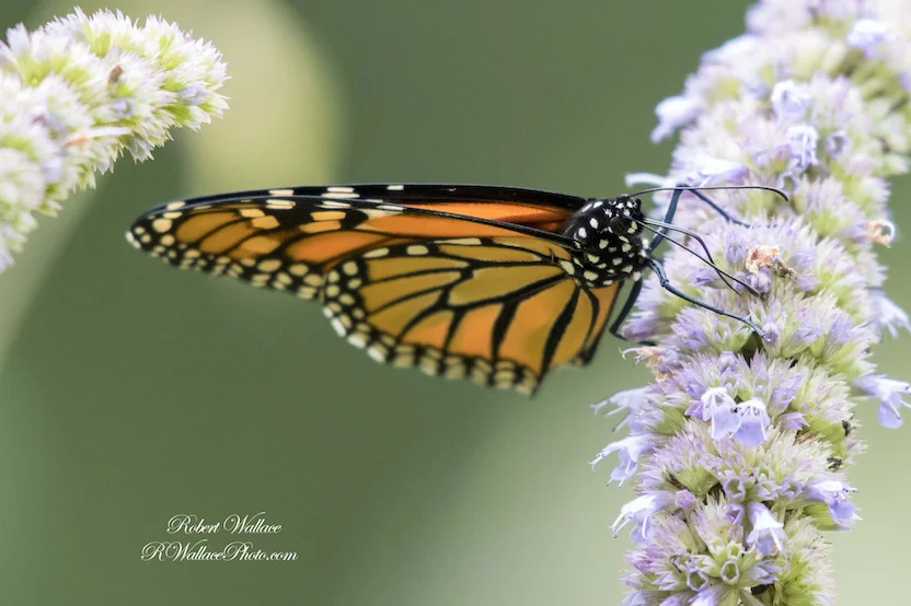 MONARCH BUTTERFLY SHOT AT F/5.6; 1/640tTH SEC; AND ISO 3600. CAMERA NIKON D500 and NIKON 200-500MM LENS. NO FLASH IMAGE: ©ROBERT WALLACE