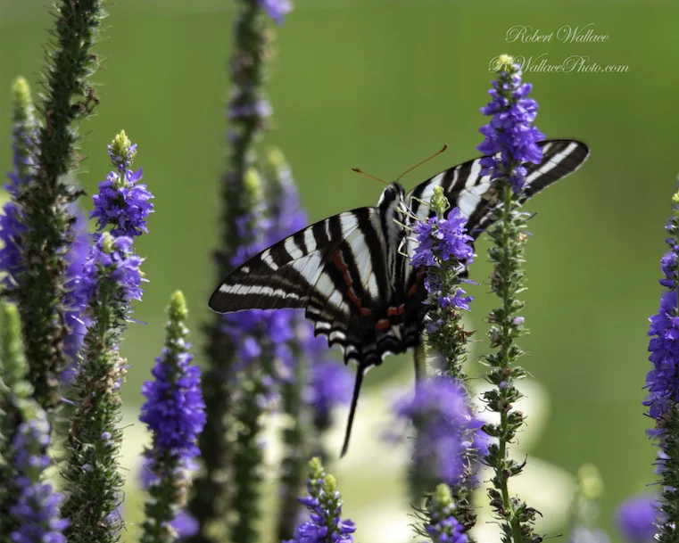 ZEBRA SWALLOWTAIL BUTTERFLY SHOT AT F/7.1; 1/320TH SEC; ISO 125. CAMERA CANON D500 and TAMRON 150-600MM G2 LENS. NO FLASH IMAGE: ©ROBERT WLLACE