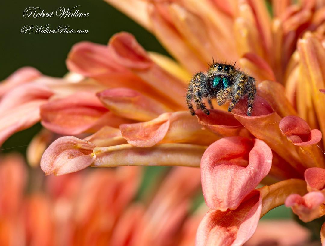 NOPE, THIS IS NOT A BUTTERFLY. BUT, THIS JUMPING SPIDER WAS TAKEN WITH SPEED FLASH. IMAGE: ©ROBERT WALLACE NIKON D7100 TOKINA 100MM MACRO LENS, NIKON SB700 SPEED FLASH, APERTURE OF F/78, SHUTTER SPEED OF 1/160TH OF A SECOND AND ISO 100 - SHOT WAS HANDHELD.