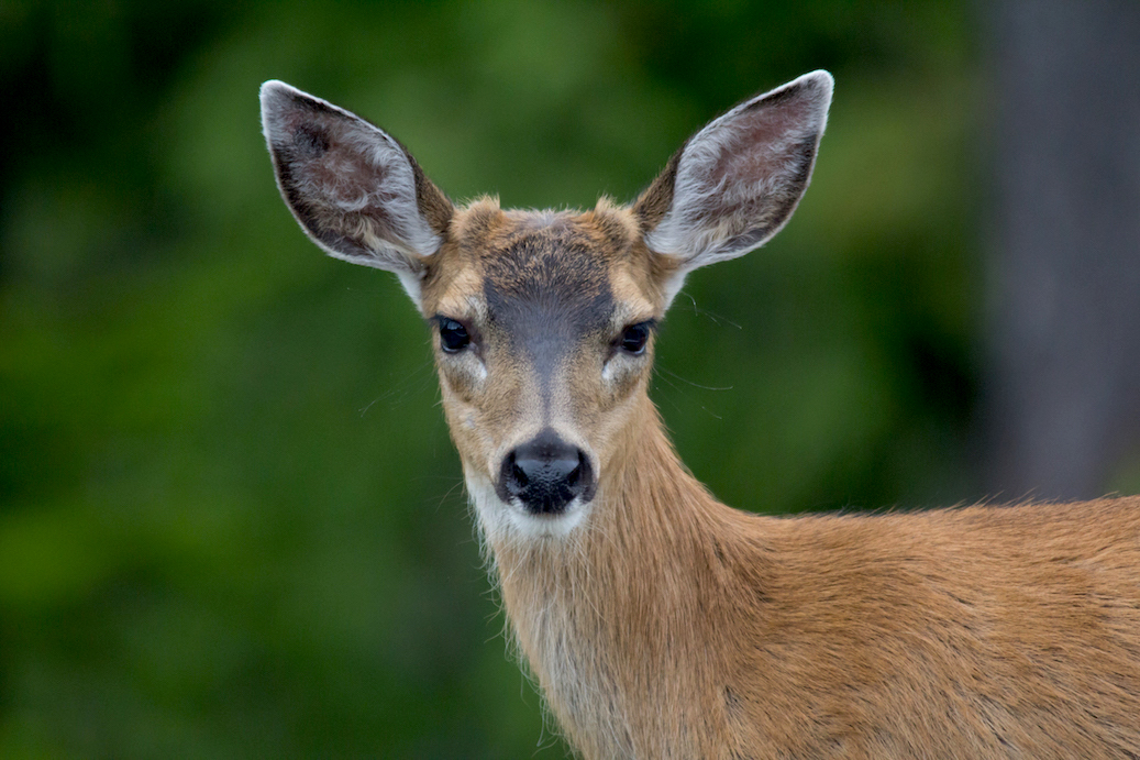Day 1: Explore the Old-Growth Forest and Look for Wildlife