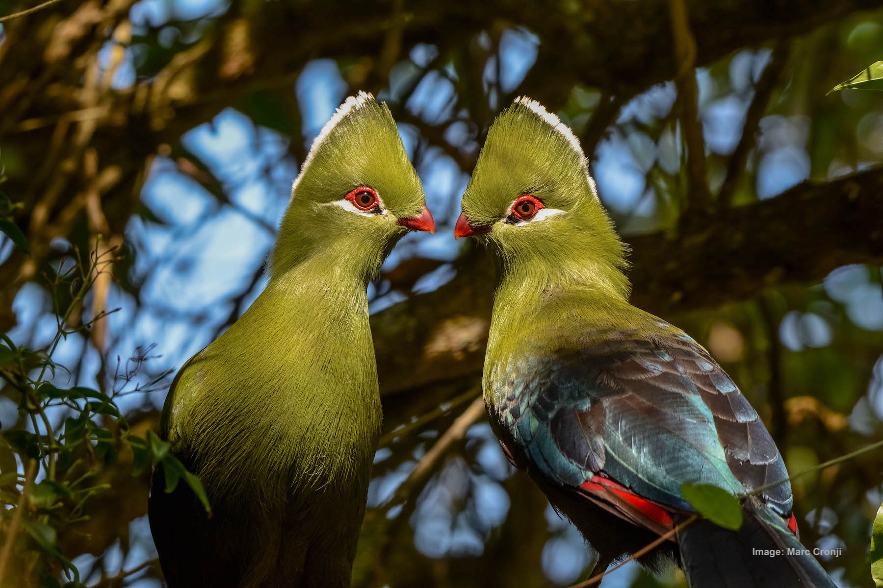 DAY 1-2: MAGOEBASKLOOF, KNYSNA TURACO