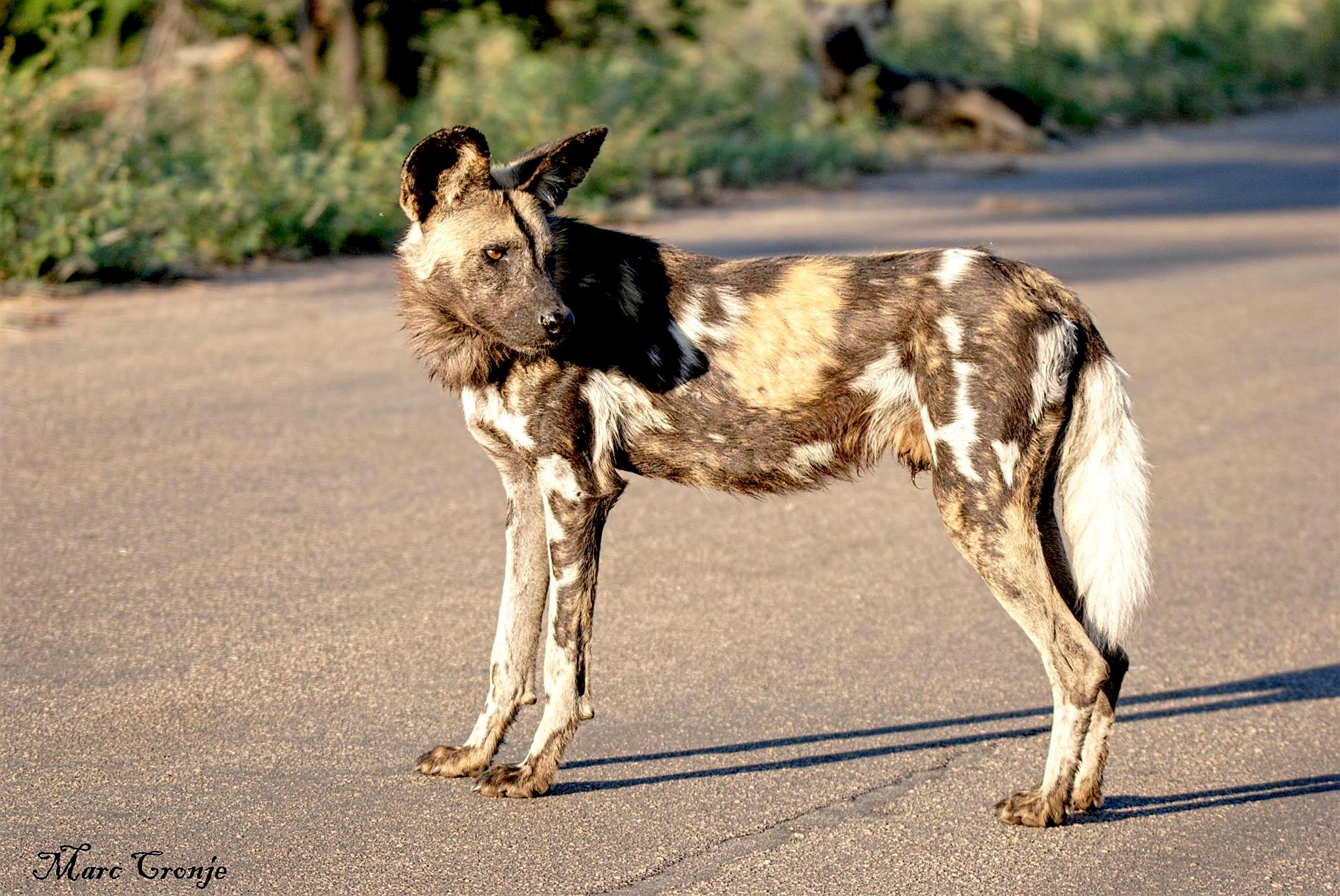 DAY 12: MKUZE NATIONAL PARK, PAINTED DOG