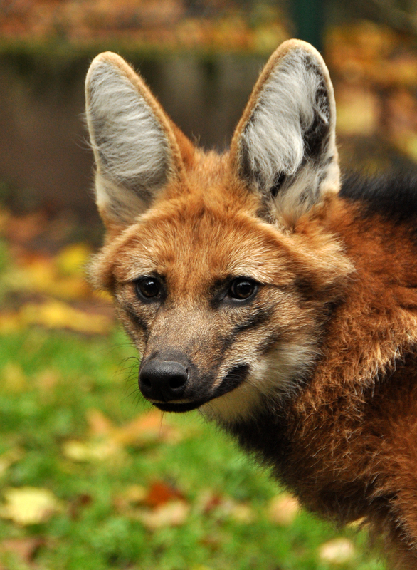 A Field Guide to Maned Wolf