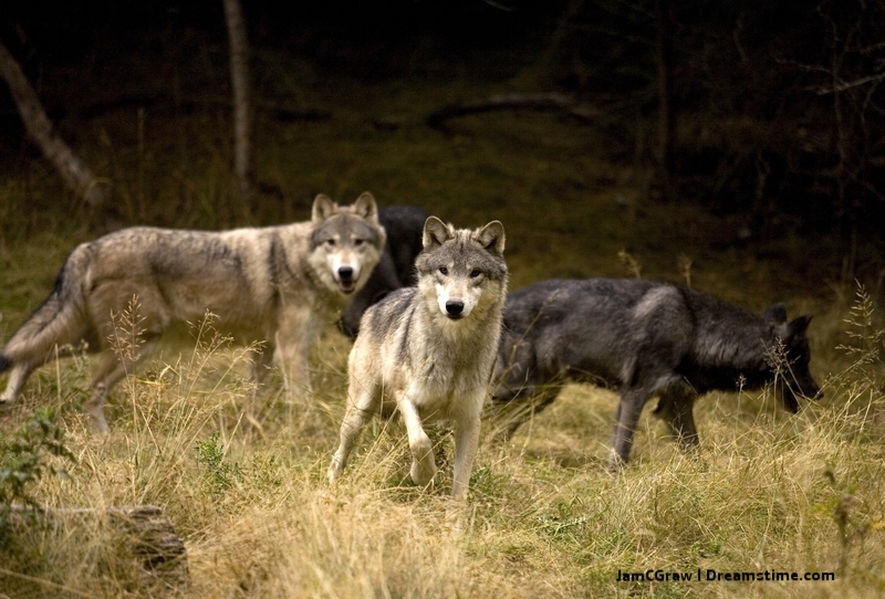 8 Magic Places to See Wolves in the Wild 