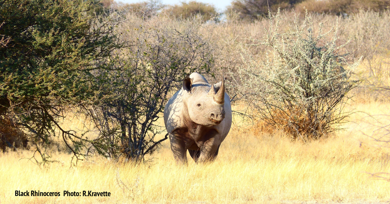 Wildlife Field Guide: African Rhinoceros