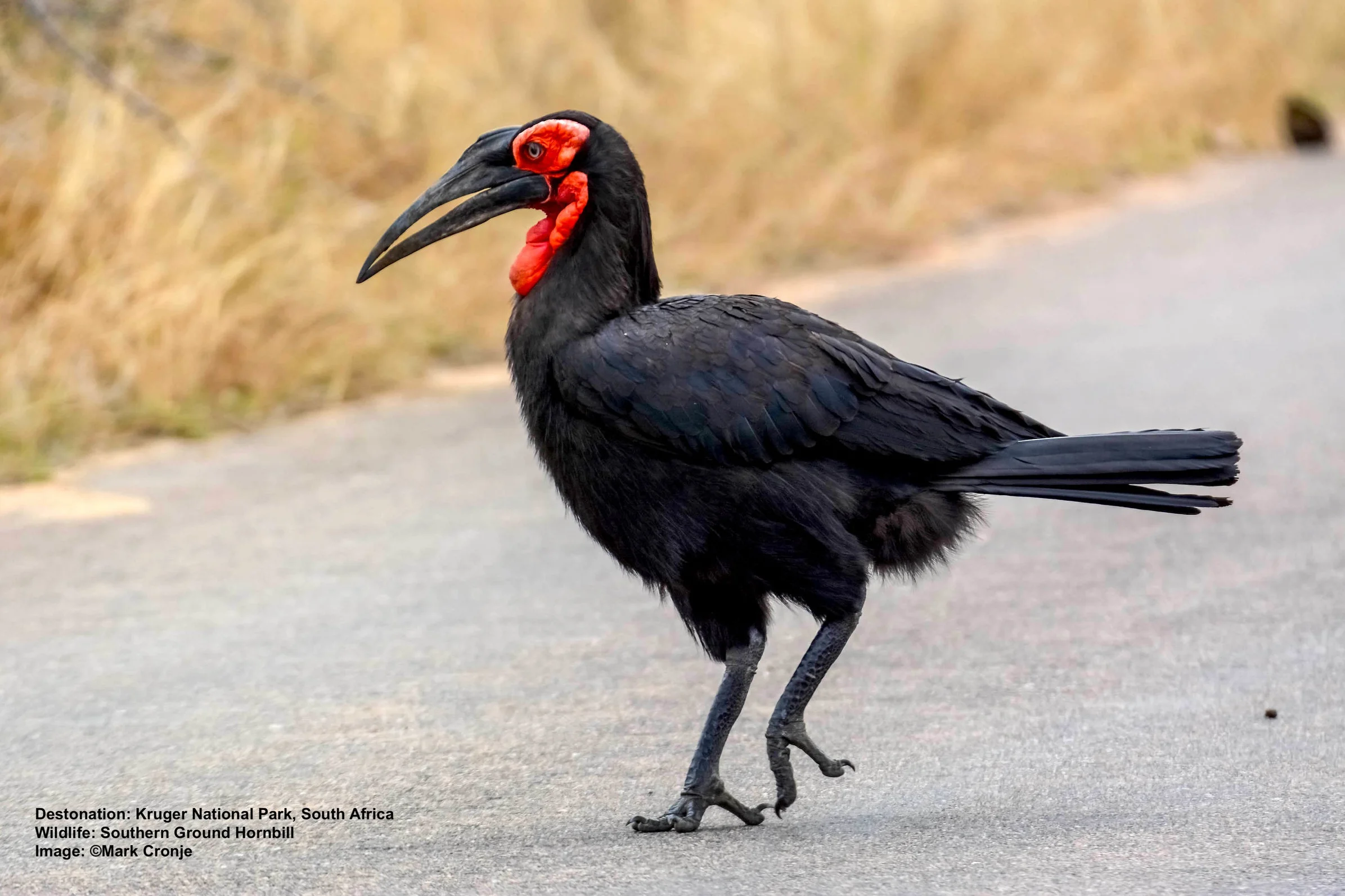 THE SOUTHERN GROUND HORNBILL IS A HUNGRY BIRD FEEDING ON REPTILES, FROGS, SNAILS, AND MAMMALS UP TO THE SIZE OF A HARE. IMAGE: ©MARC CRONGE