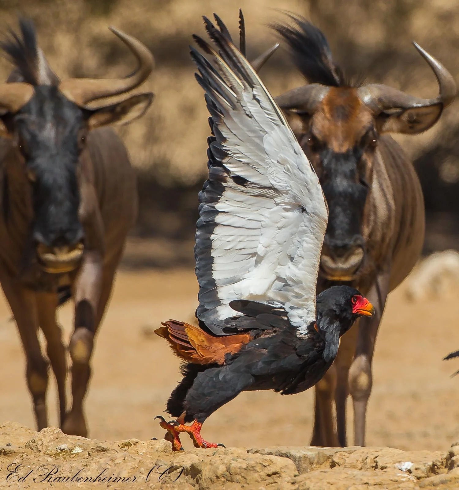 BATELEUR EAGLES DO NOT BACK DOWN. EVEN WITH TWO AGAINST ONE THIS BIRD DOES NOT LOOK WORRIED. IMAGE: © ED RAUBINHEIMER